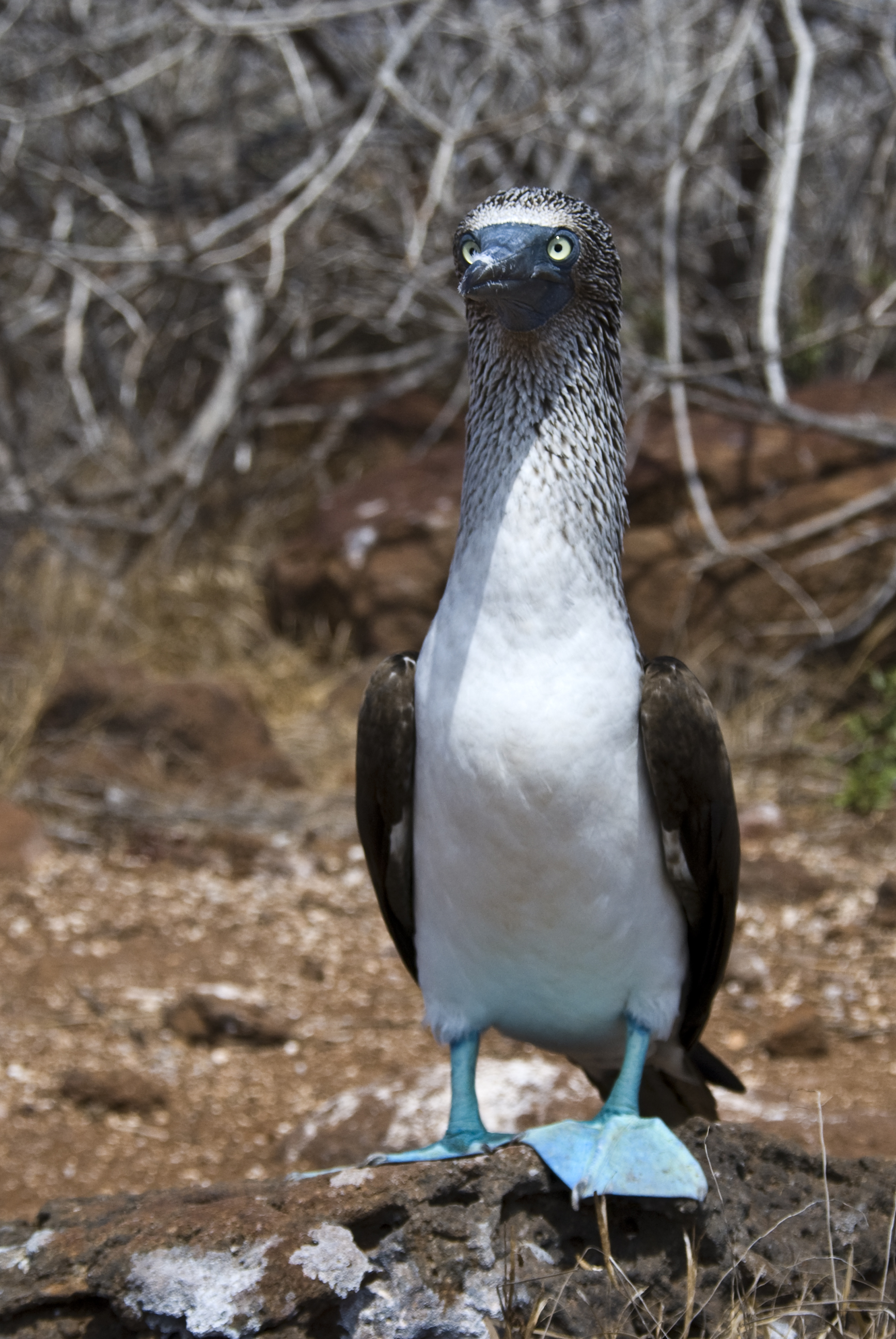 Blaufusstölpel